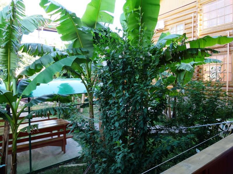 Гостевой Дом "Сария" Hotel Alakhadze Екстериор снимка
